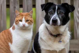 Parque da Cidadania recebe Festival É Pra Já Pet com Dr. Pet e Patrulha Canina Cover neste sábado (25) Parque da Cidadania recebe Festival É Pra Já Pet com Dr. Pet e Patrulha Canina Cover neste sábado (25)